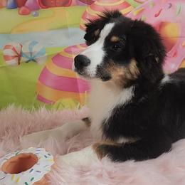 Lilly - Black tri-color female Australian Shepherd puppy in Waddell, Arizona from Winsome Aussies