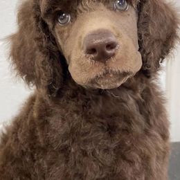 Poodles from Après Argent Poodles