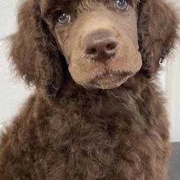 Poodles from Après Argent Poodles