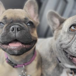 French Bulldogs from My Family Frenchies