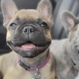 French Bulldogs from My Family Frenchies