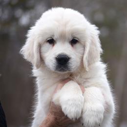 Latte - Light golden female Golden Retriever puppy in Hagerstown, Maryland from Pinewood Acres Goldens