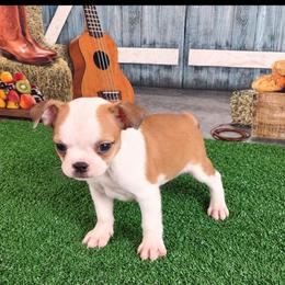 Pippy - Fawn female Boston Terrier puppy in Olanta, South Carolina from Julie's IHeart Boston Terrier's