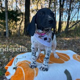 Cinderella - Black and white female German Shorthaired Pointer puppy in Dugspur, Virginia from Pilgrims Trails Shorthairs