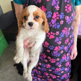 Dora - Blenheim female Cavalier King Charles Spaniel puppy in Ocala Fl, Florida from Encore Cockers