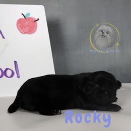 Rocky - Black male Mi-Ki puppy in Wales, Wisconsin from Phantastic Mi-kis