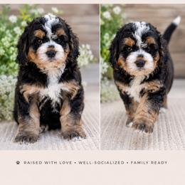 Bernedoodle puppies from Gilbert Bernedoodles & Whoodles