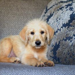 Labradoodle and Labrador Retriever Puppies from Moore than Dogs