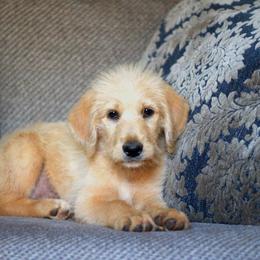 Labradoodle and Labrador Retriever Puppies from Moore than Dogs