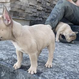 French Bulldog Puppies from Blue Lotus Frenchies