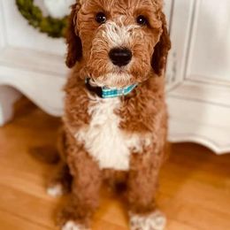 Goldendoodles from Smith Farms Doodles