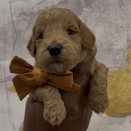 Pumpkin - Red  male Goldendoodle puppy in Richmond, Texas from Harper’s Heartbeats