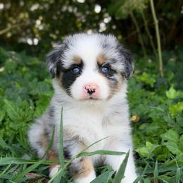 Emerson- Has Tail and Videos- NOSE WILL FILL IN - Blue merle male Australian Shepherd puppy in Troy, South Carolina from Lana Corley- Australian Shepherds of 3/W Farms