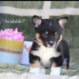 Bugatti - Black and tan male American Corgi puppy in Scio, Oregon from Abundant Joy Corgis