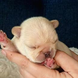 French Bulldog Puppies from Diamond Dreams French Bulldogs