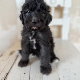 Tantor - Goldendoodle puppy from Nolie Doodles