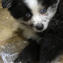 Pomsky Puppies from Perfect Pomskies