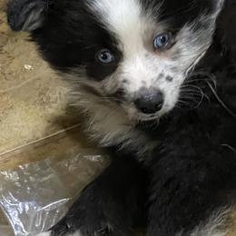 Pomsky Puppies from Perfect Pomskies