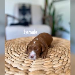 Girl 4 - Red  female Goldendoodle puppy in Glendale, Arizona from Follow Your Bliss Doodles