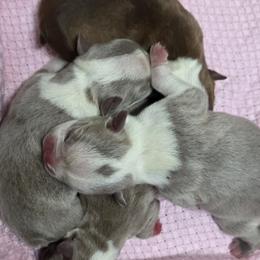Boston Terrier puppies from Spruce Valley Miniature Dachshunds & Boston Terriers