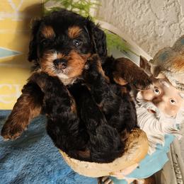 Sir-Loin - Tri-color male Bernedoodle puppy in San Marcos, California from DoodlyDoodlyDoodles