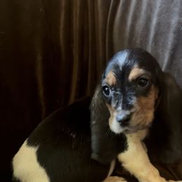 Girl 2 - Black brown and white female Basset Hound puppy in Letcher, Kentucky from Hackers Appalachian Basset Hounds