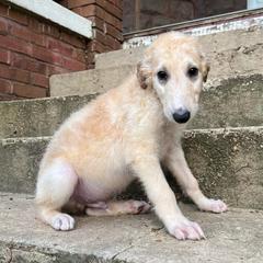 Duncan - Cream male Borzoi puppy in Clinton, Tennessee from Ivanhoe Borzoi