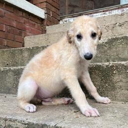 Duncan - Cream male Borzoi puppy in Clinton, Tennessee from Ivanhoe Borzoi