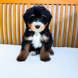 Spider Man - Phantom male Bernedoodle puppy in Diamond Bar, California from Furrytaildoodles