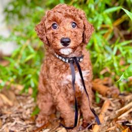 TOY Spongebob - Red  male Goldendoodle puppy in North Port, Florida from Paradise Coast Doodles