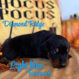 Light blue collar - Black and rust male Doberman Pinscher puppy in Winamac, Indiana from DIAMOND RIDGE DOBERMANS