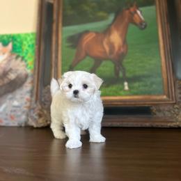 Eloise - White and lemon female Maltese puppy in Montclair, California from House of Paws Kennel