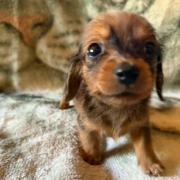 Moose - Dapple male Dachshund puppy in Grand Junction, Michigan from J.C fur babies