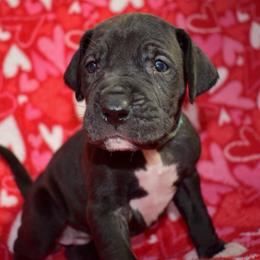 Rebel - Black and white female Great Dane puppy in Chapmansboro, Tennessee from Balthrop Bend Farms