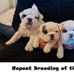 Bulldog puppies from Big Pine Bulldogs