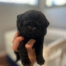 Juniper - Black female Pug puppy in Grants Pass, Oregon from Malta Pugs