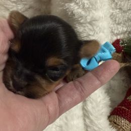 Miss Blue - Black and tan female Yorkshire Terrier puppy in Lexington, North Carolina from Silver Valley Yorkies