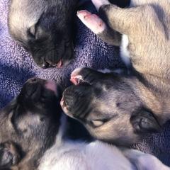 Anatolian Pyrenees from Miami Roots Farm