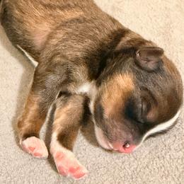 Toast - Chocolate sable male Pomeranian puppy in Clarksville, Tennessee from Bee Mine Maltipoos and Pomeranians
