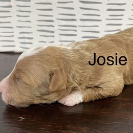 Josie - Brown and white female Aussiedoodle puppy in Lebanon, Missouri from Cobbs Creek Canines