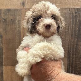 Blue Collar Boy - Merle male Goldendoodle puppy in San Augustine, Texas from Vintage Doodles