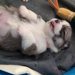 Pink Collar Girl - Red female Pembroke Welsh Corgi puppy in Stoystown, Pennsylvania from Willow Grove Corgis
