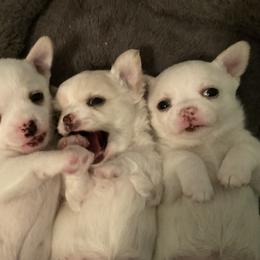 Chihuahua Puppies from Knox Rock'n Chihuahuas