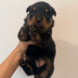 Meeka - Black and mahogany female Rottweiler puppy in Parker, Colorado from Denver Rotties