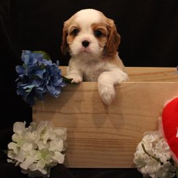 Boy 2 - male Cavalier King Charles Spaniel puppy in Mt. Ulla, North Carolina from Divine Cavaliers