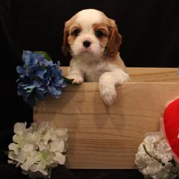 Boy 2 - male Cavalier King Charles Spaniel puppy in Mt. Ulla, North Carolina from Divine Cavaliers
