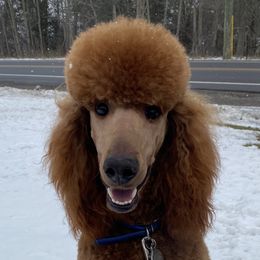 Patrick - Poodle