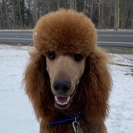 Patrick - Poodle