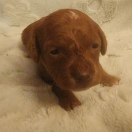 Violet - Apricot female Goldendoodle puppy in Los Molinos Ca, California from Sunshine Sanctuary Doodles