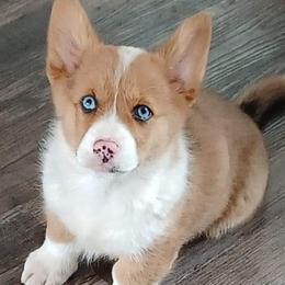Lariat - Pembroke Welsh Corgi